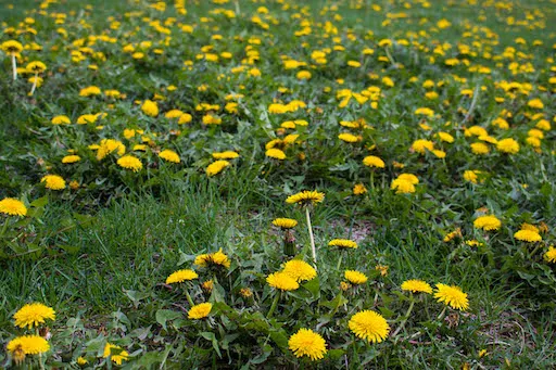 dandelions